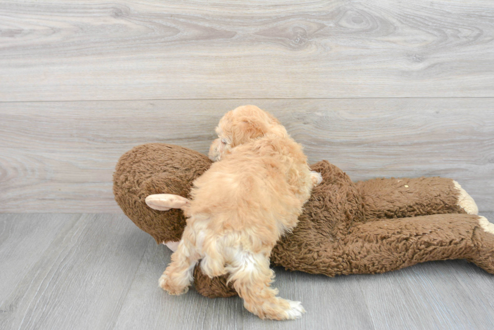 Maltipoo Puppy for Adoption