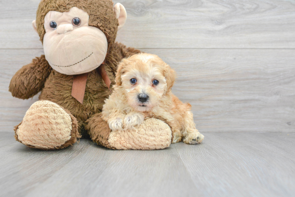 Energetic Maltepoo Poodle Mix Puppy