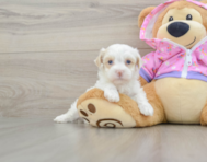 7 week old Maltipoo Puppy For Sale - Seaside Pups