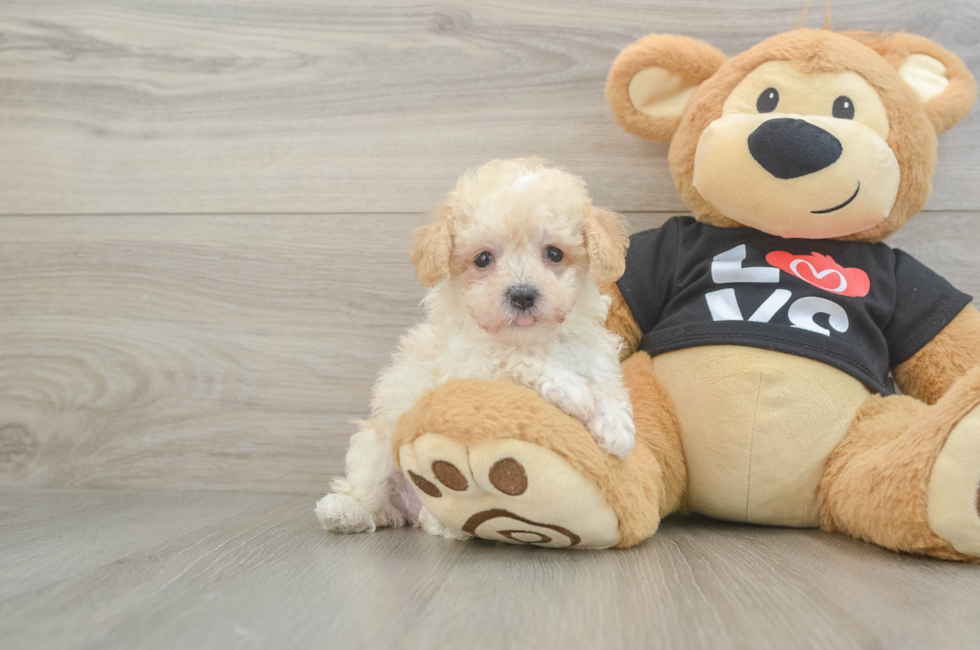 6 week old Maltipoo Puppy For Sale - Seaside Pups