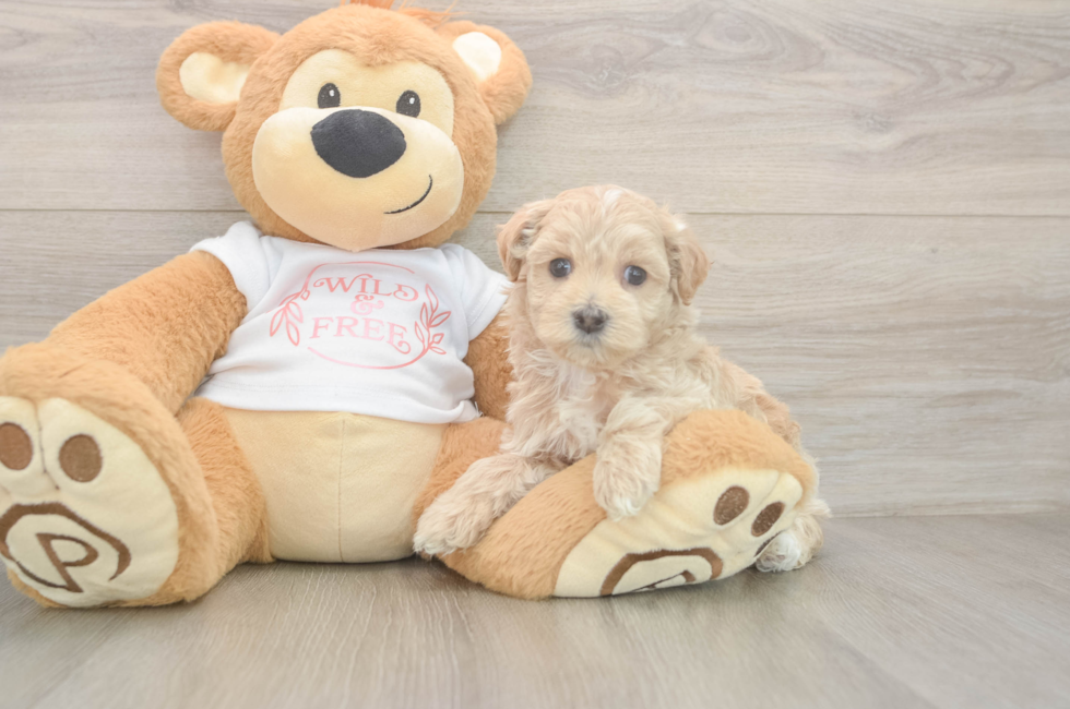 5 week old Maltipoo Puppy For Sale - Seaside Pups