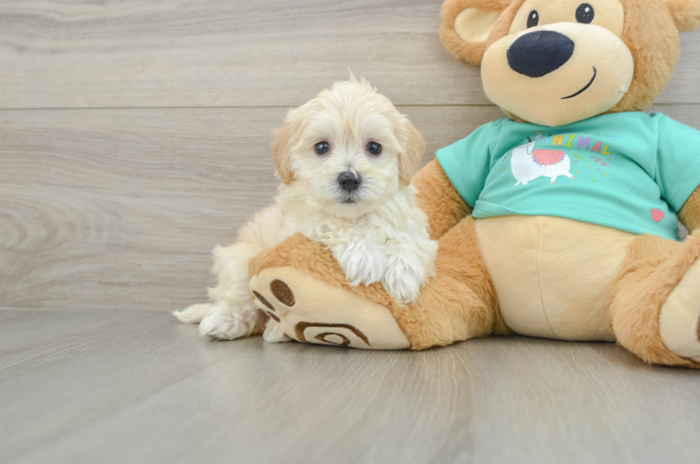 5 week old Maltipoo Puppy For Sale - Seaside Pups