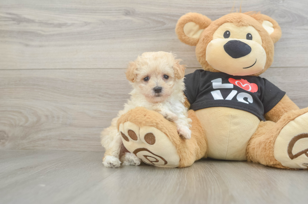 6 week old Maltipoo Puppy For Sale - Seaside Pups