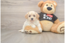 Maltipoo Puppy for Adoption