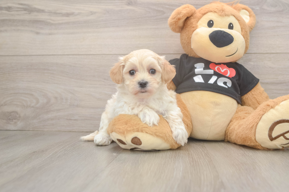 Maltipoo Puppy for Adoption