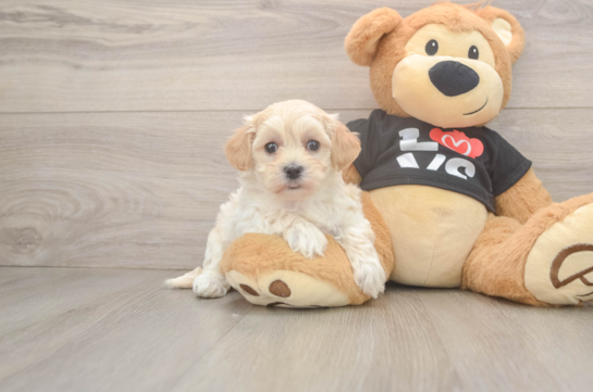 Maltipoo Puppy for Adoption