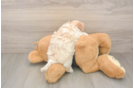 Best Maltipoo Baby