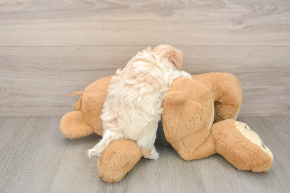 Best Maltipoo Baby