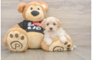Playful Maltepoo Poodle Mix Puppy