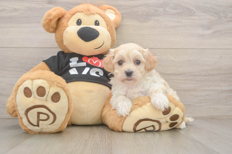 Playful Maltepoo Poodle Mix Puppy
