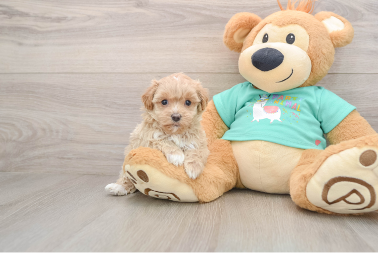 Smart Maltipoo Poodle Mix Pup