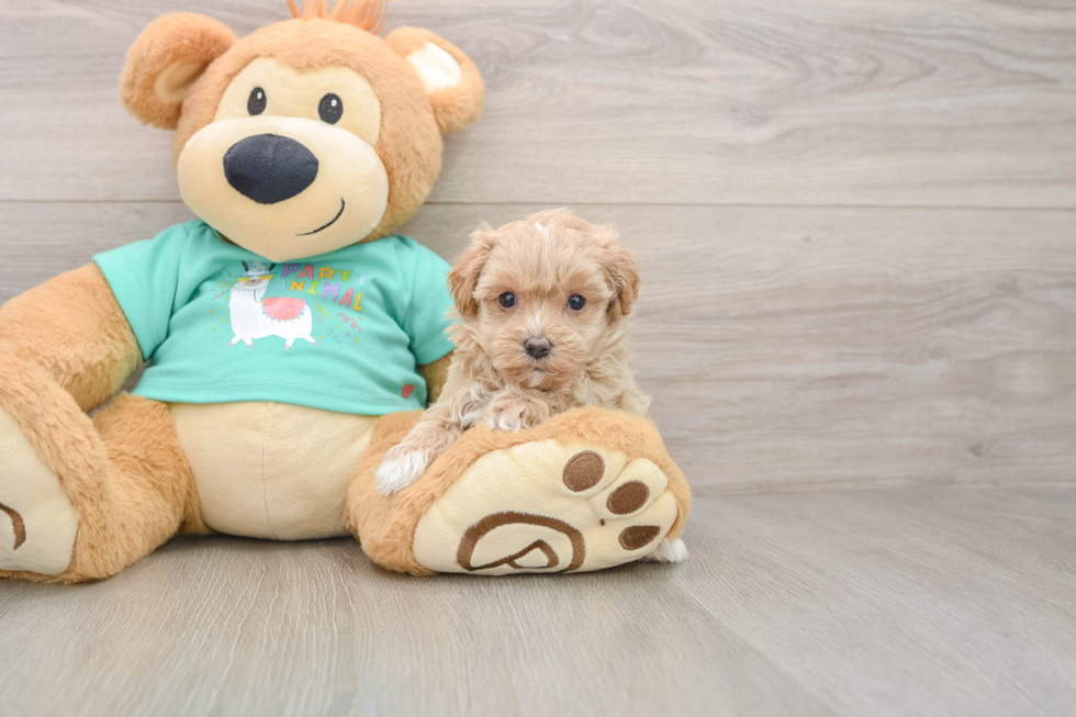 Smart Maltipoo Poodle Mix Pup