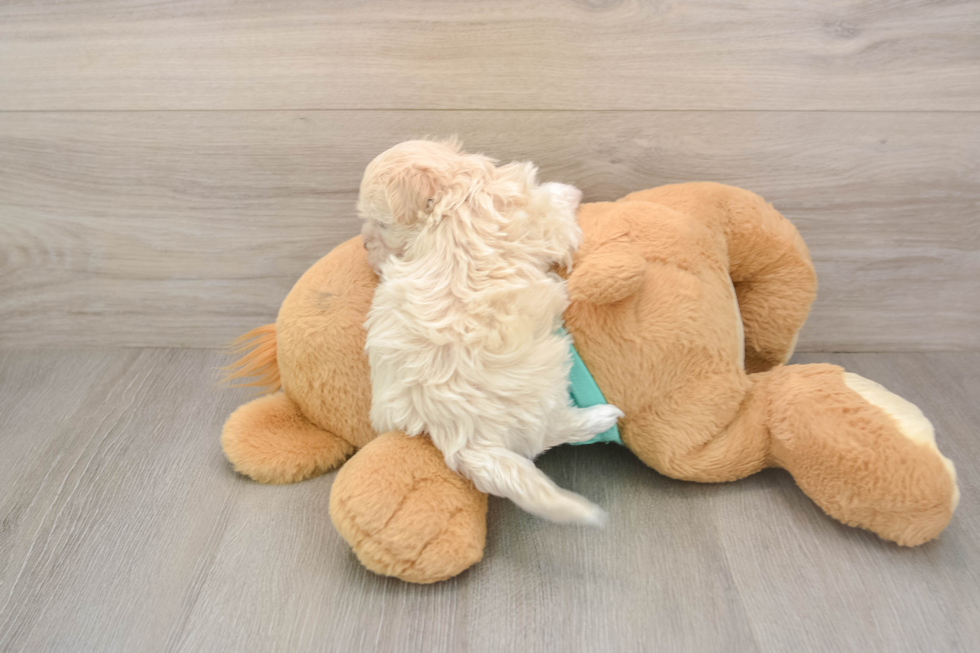 Best Maltipoo Baby