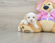 7 week old Maltipoo Puppy For Sale - Seaside Pups