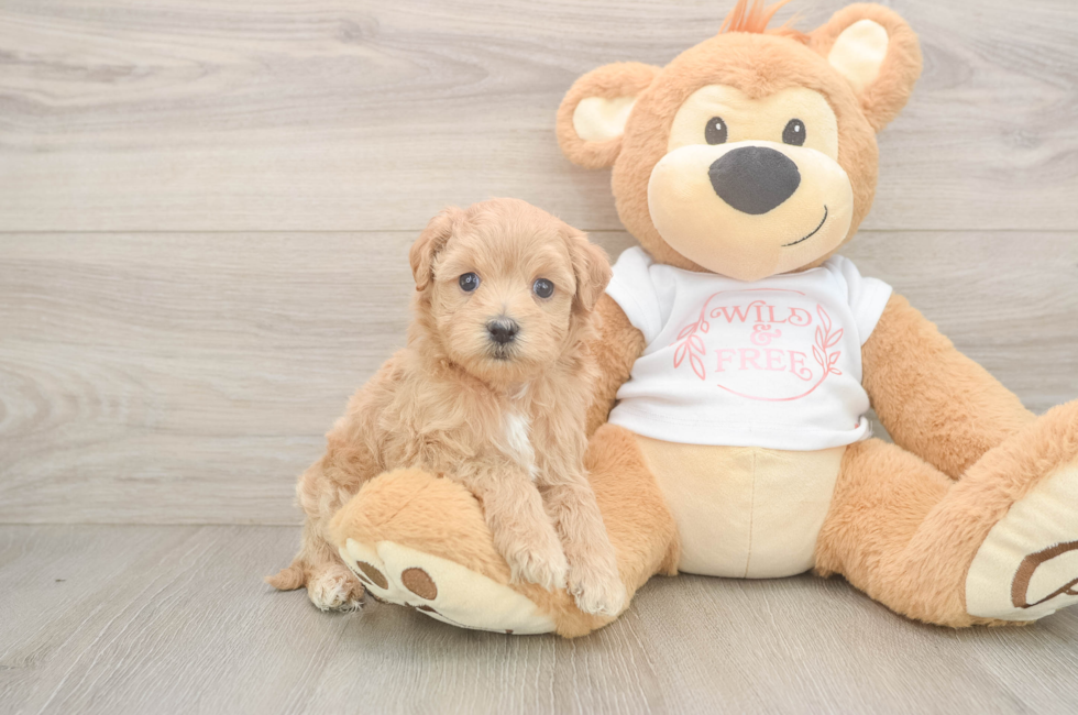 5 week old Maltipoo Puppy For Sale - Seaside Pups