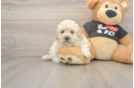 Playful Multipoo Poodle Mix Puppy