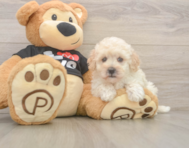 8 week old Maltipoo Puppy For Sale - Seaside Pups