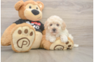 Maltipoo Pup Being Cute