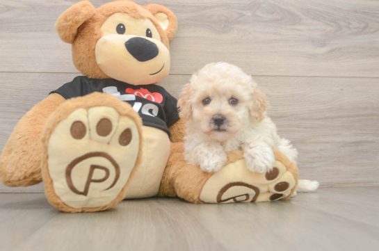 Maltipoo Pup Being Cute