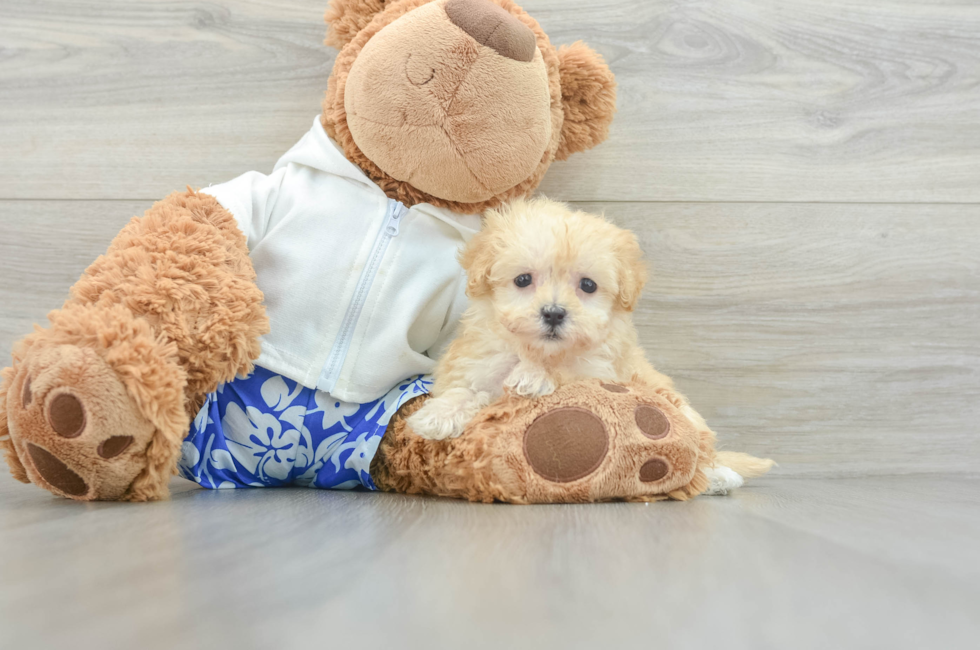 8 week old Maltipoo Puppy For Sale - Seaside Pups