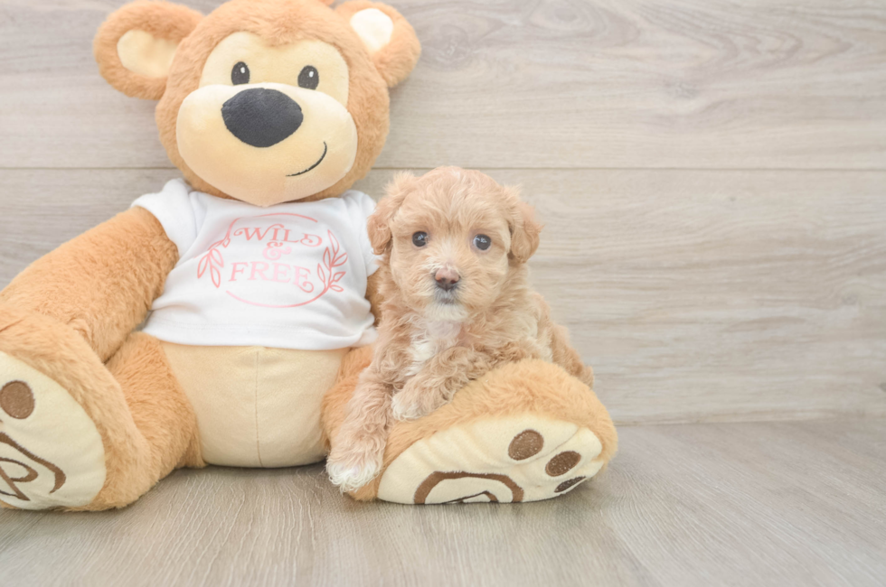 5 week old Maltipoo Puppy For Sale - Seaside Pups