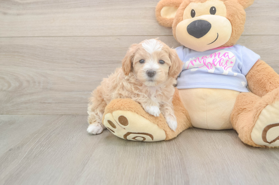 6 week old Maltipoo Puppy For Sale - Seaside Pups