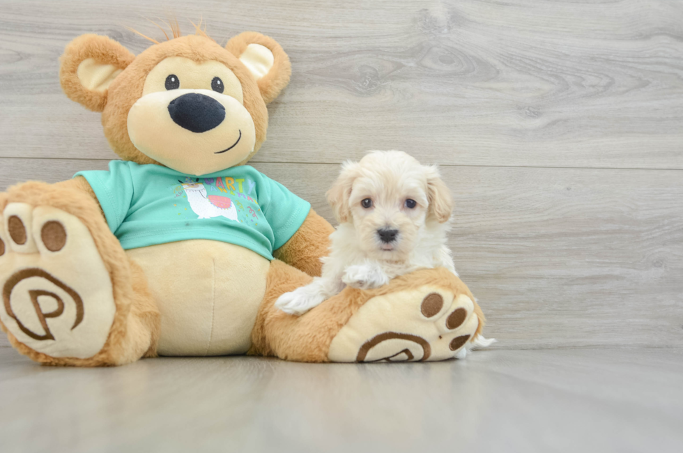 5 week old Maltipoo Puppy For Sale - Seaside Pups