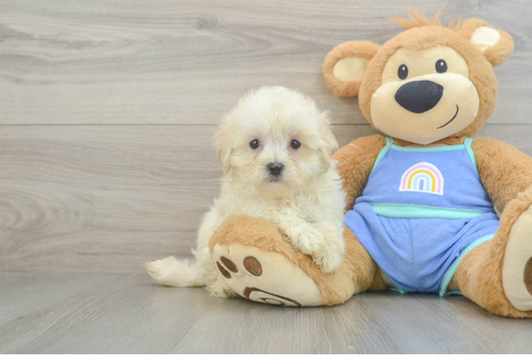 Maltipoo Puppy for Adoption