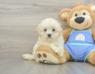 8 week old Maltipoo Puppy For Sale - Seaside Pups