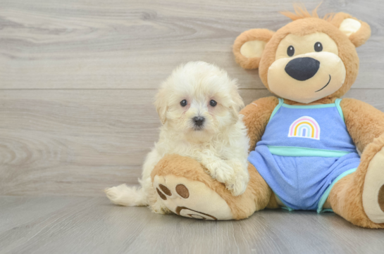 Maltipoo Puppy for Adoption