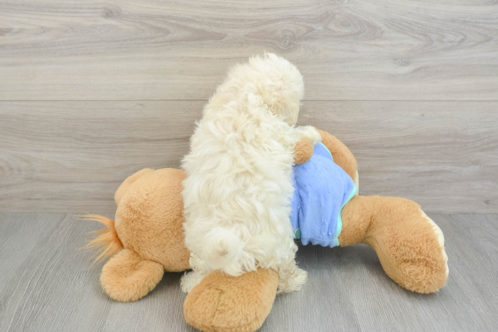 Maltipoo Puppy for Adoption
