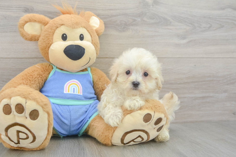 Best Maltipoo Baby