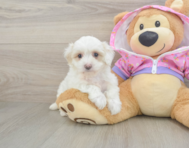8 week old Maltipoo Puppy For Sale - Seaside Pups