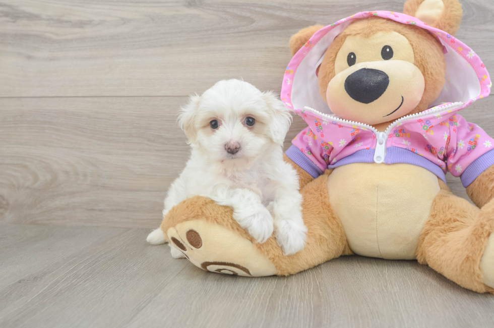 6 week old Maltipoo Puppy For Sale - Seaside Pups