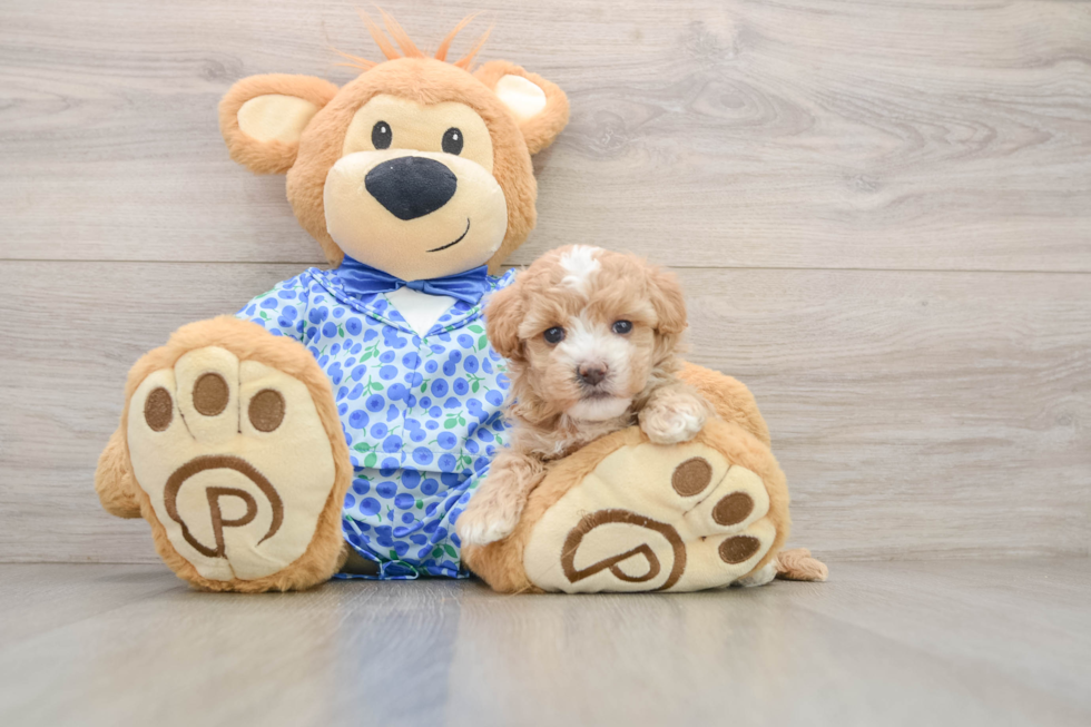 Playful Moodle Poodle Mix Puppy