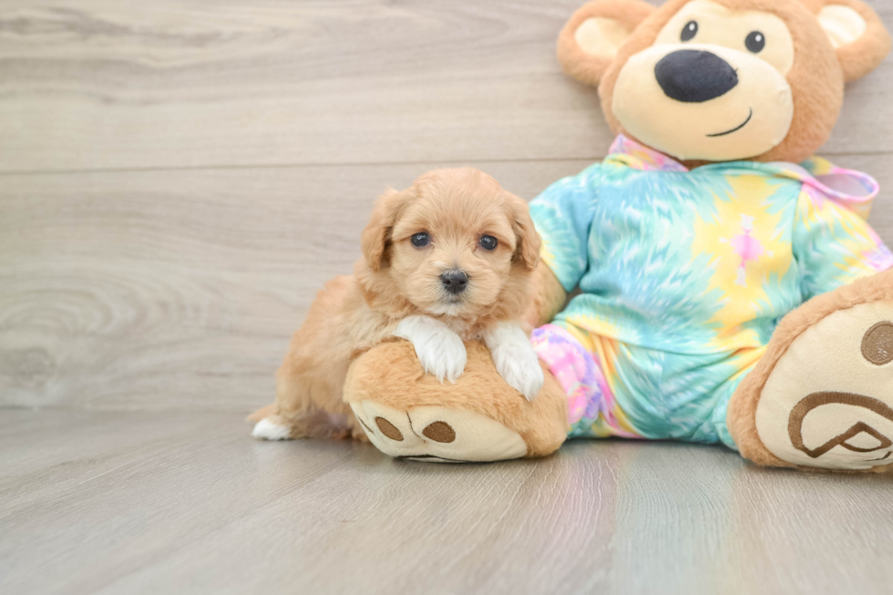Maltipoo Puppy for Adoption
