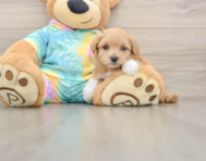 7 week old Maltipoo Puppy For Sale - Seaside Pups