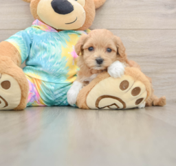 6 week old Maltipoo Puppy For Sale - Seaside Pups