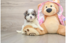 Maltipoo Pup Being Cute