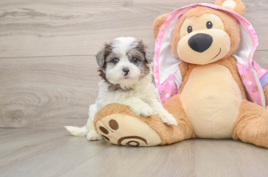 Maltipoo Pup Being Cute