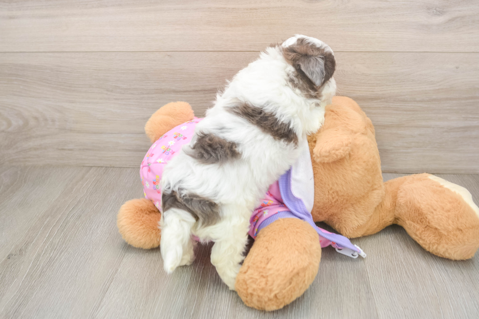 Maltipoo Pup Being Cute