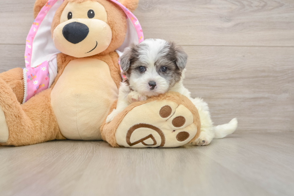 Adorable Moodle Poodle Mix Puppy