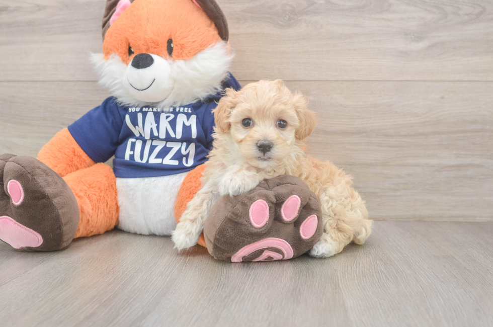 6 week old Maltipoo Puppy For Sale - Seaside Pups