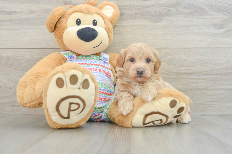 6 week old Maltipoo Puppy For Sale - Seaside Pups