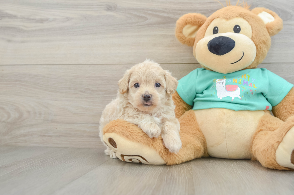6 week old Maltipoo Puppy For Sale - Seaside Pups