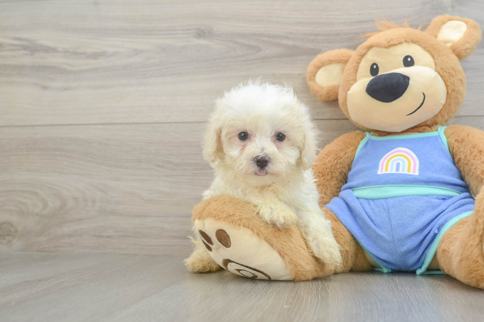 Hypoallergenic Maltepoo Poodle Mix Puppy