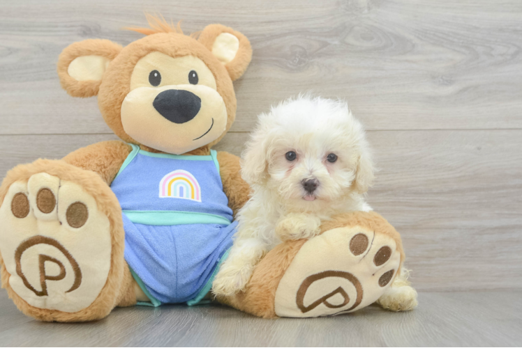 Friendly Maltipoo Baby
