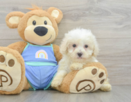 8 week old Maltipoo Puppy For Sale - Seaside Pups
