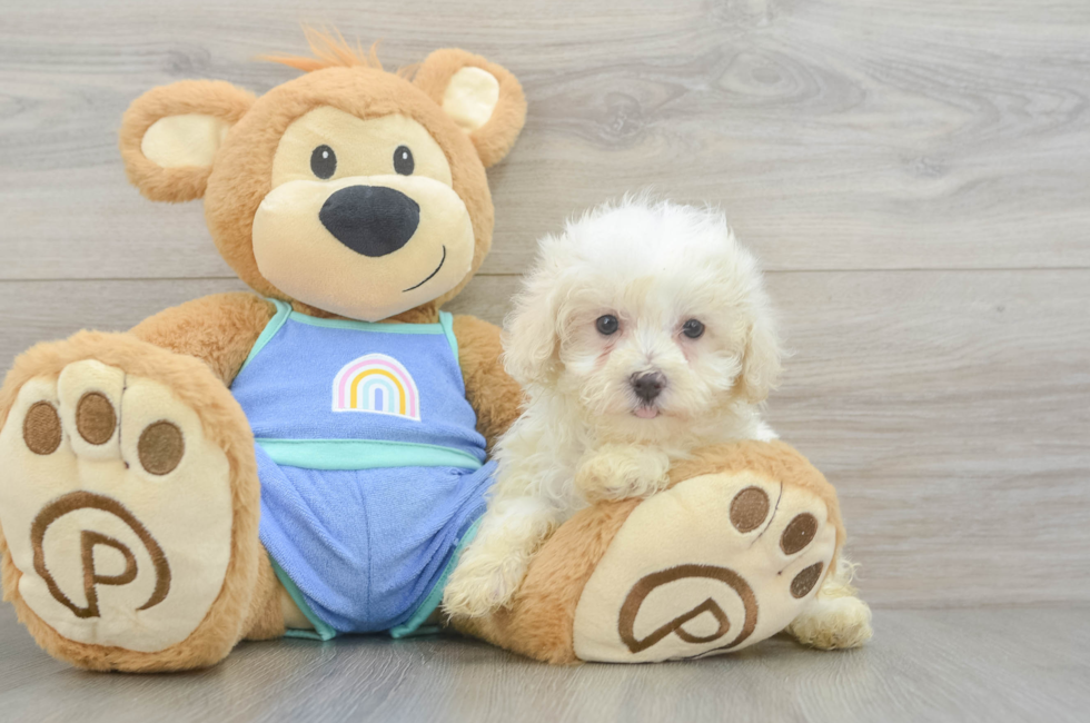 7 week old Maltipoo Puppy For Sale - Seaside Pups