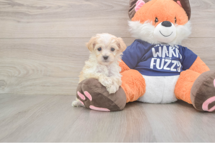 Best Maltipoo Baby